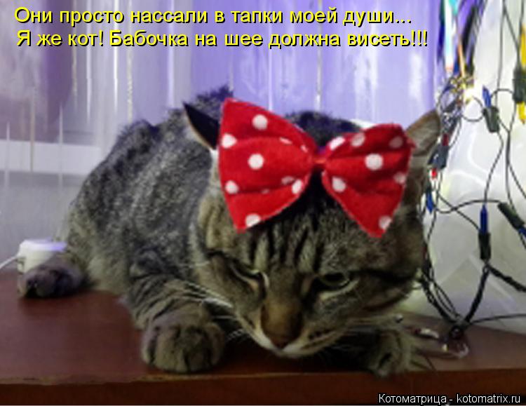 Они просто нассали в тапки моей души... Я же кот! Бабочка на шее должна висеть!!!... Котоматрица: Они просто нассали в тапки моей души... Я же кот! Бабочка на шее должна висеть!!!