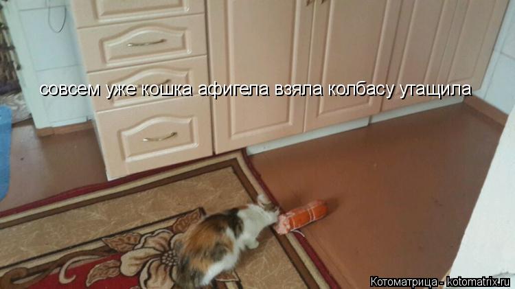 совсем уже кошка афигела взяла колбасу утащила... Котоматрица: совсем уже кошка афигела взяла колбасу утащила