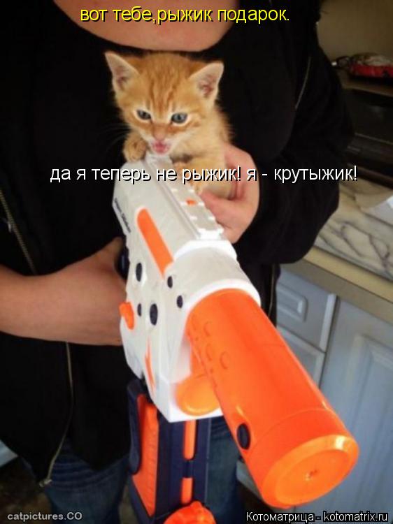 вот тебе,рыжик подарок. да я теперь не рыжик! я - крутыжик!... Котоматрица: вот тебе,рыжик подарок. да я теперь не рыжик! я - крутыжик!