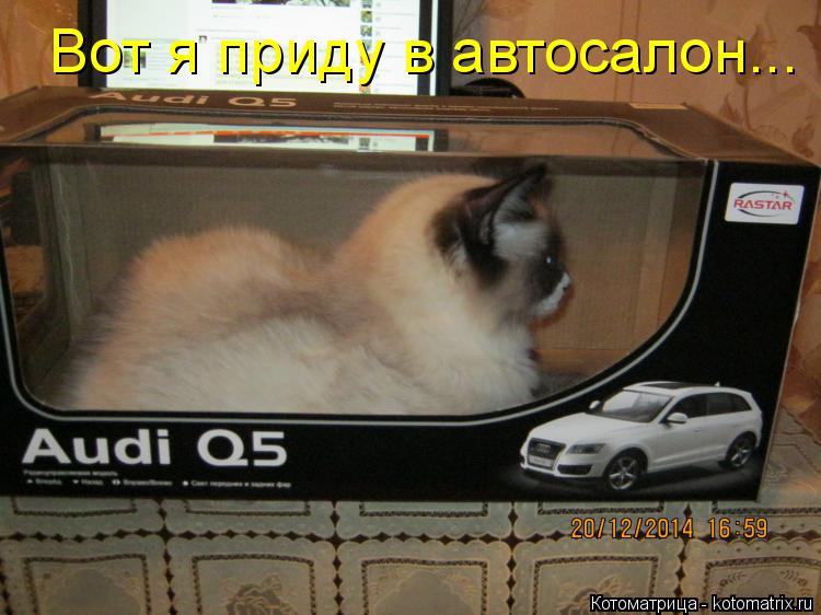 Вот я приду в автосалон...... Котоматрица: Вот я приду в автосалон...