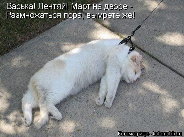 Васька! Лентяй! Март на дворе - Размножаться пора, вымрете же!... Котоматрица: Васька! Лентяй! Март на дворе - Размножаться пора, вымрете же!