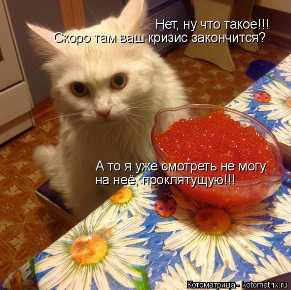 Котоматрица: Нет, ну что такое!!! Скоро там ваш кризис закончится? А то я уже смотреть не могу,  на неё, проклятущую!!!