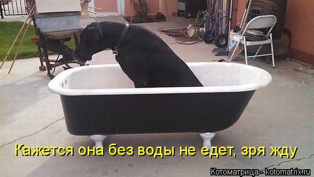 Котоматрица: Кажется она без воды не едет, зря жду