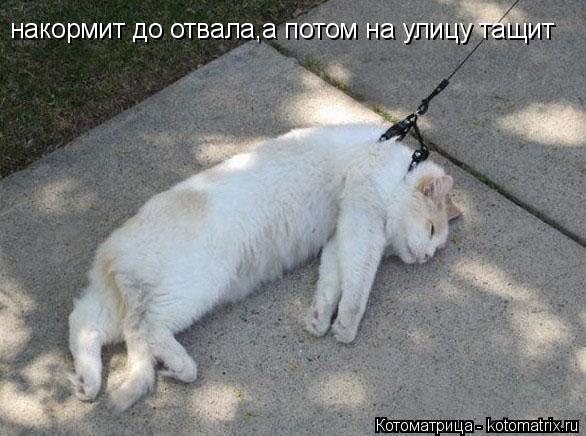 Котоматрица: накормит до отвала,а потом на улицу тащит