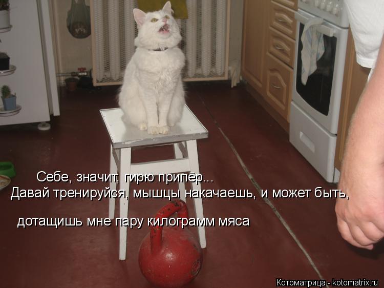 Себе, значит, гирю припёр... Давай тренируйся, мышцы накачаешь, и может быть, дотащишь мне пару килог... Котоматрица: Себе, значит, гирю припёр... Давай тренируйся, мышцы накачаешь, и может быть, дотащишь мне пару килограмм мяса