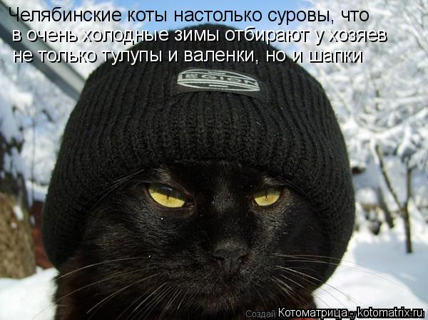 Челябинские коты настолько суровы, что в очень холодные зимы отбирают у хозяев не только тулупы и ва... Котоматрица: Челябинские коты настолько суровы, что в очень холодные зимы отбирают у хозяев не только тулупы и валенки, но и шапки