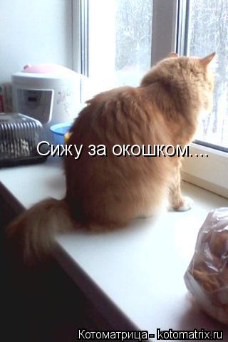 Сижу за окошком....... Котоматрица: Сижу за окошком....