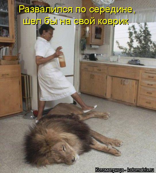 Котоматрица: Развалился по середине, шел бы на свой коврик