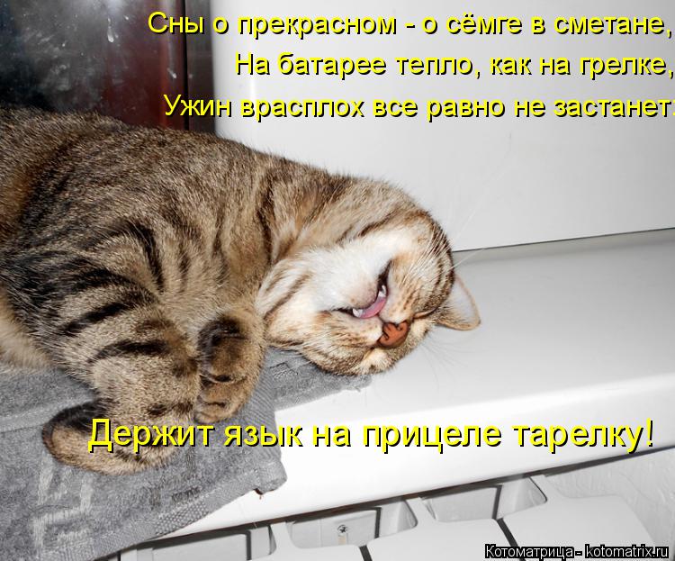 Сны о прекрасном - о сёмге в сметане, На батарее тепло, как на грелке, Ужин врасплох все равно не зас... Котоматрица: Сны о прекрасном - о сёмге в сметане, На батарее тепло, как на грелке, Ужин врасплох все равно не застанет: Держит язык на прицеле тарелку!