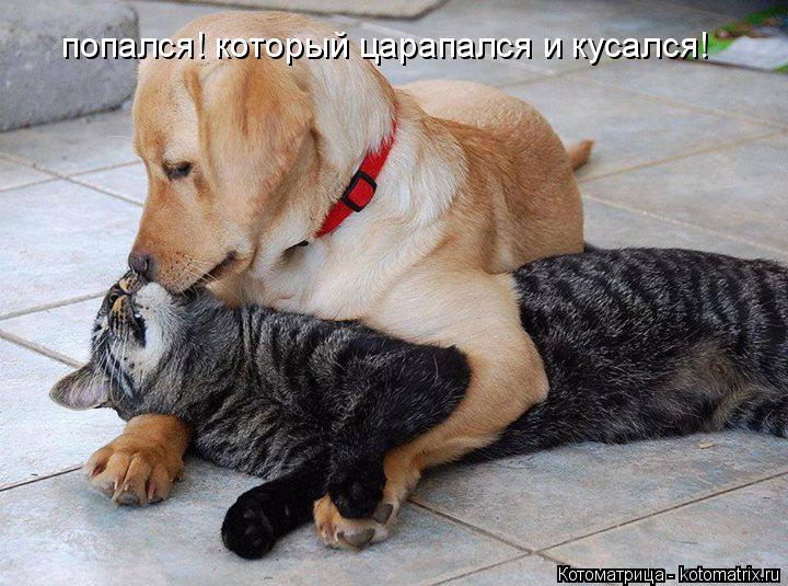 попался! который царапался и кусался!... Котоматрица: попался! который царапался и кусался!