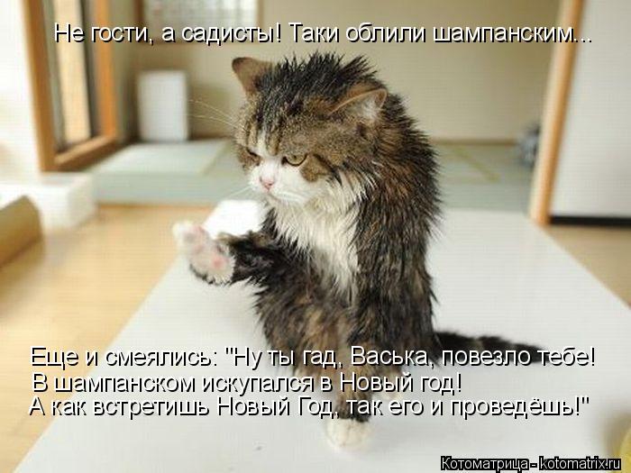 А как встретишь Новый Год, так его и проведёшь!" Еще и смеялись: "Ну ты гад, Васька, повезло тебе! В... Котоматрица: А как встретишь Новый Год, так его и проведёшь!" Еще и смеялись: "Ну ты гад, Васька, повезло тебе! В шампанском искупался в Новый год! Не гости,