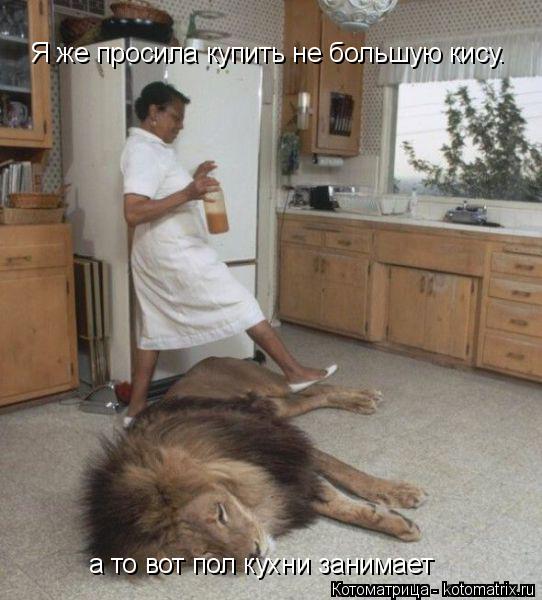 Я же просила купить не большую кису. а то вот пол кухни занимает... Котоматрица: Я же просила купить не большую кису. а то вот пол кухни занимает