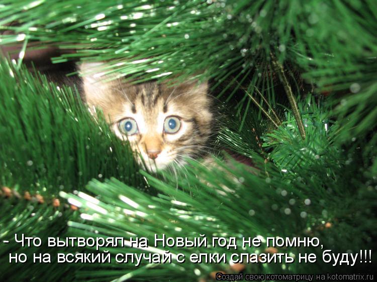 Котоматрица: - Что вытворял на Новый год не помню,  но на всякий случай с елки слазить не буду!!!