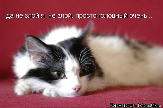 да не злой я, не злой. просто голодный очень...... Котоматрица: да не злой я, не злой. просто голодный очень...