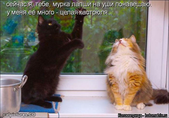 сейчас,я, тебе, мурка лапши на уши понавешаю. у меня её много - целая кастрюля...... Котоматрица: сейчас,я, тебе, мурка лапши на уши понавешаю. у меня её много - целая кастрюля...