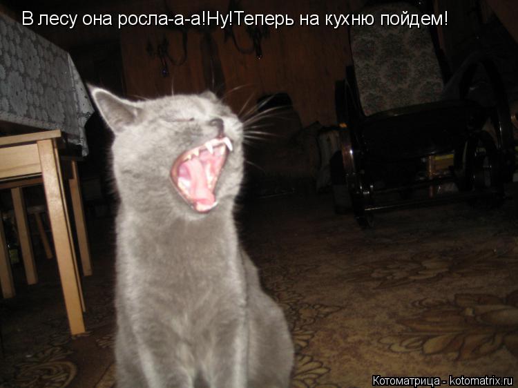 В лесу она росла-а-а!Ну!Теперь на кухню пойдем!... Котоматрица: В лесу она росла-а-а!Ну!Теперь на кухню пойдем!