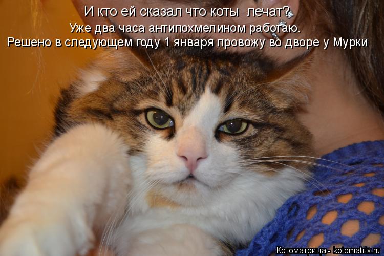 Котоматрица: И кто ей сказал что коты  лечат? Уже два часа антипохмелином работаю. Решено в следующем году 1 января провожу во дворе у Мурки