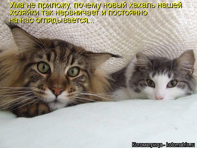 Ума не приложу, почему новый хахаль нашей хозяйки так нервничает и постоянно на нас оглядывается...... Котоматрица: Ума не приложу, почему новый хахаль нашей хозяйки так нервничает и постоянно на нас оглядывается...