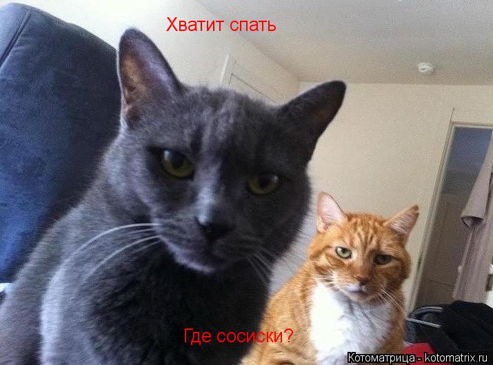 Котоматрица: Где сосиски? Хватит спать