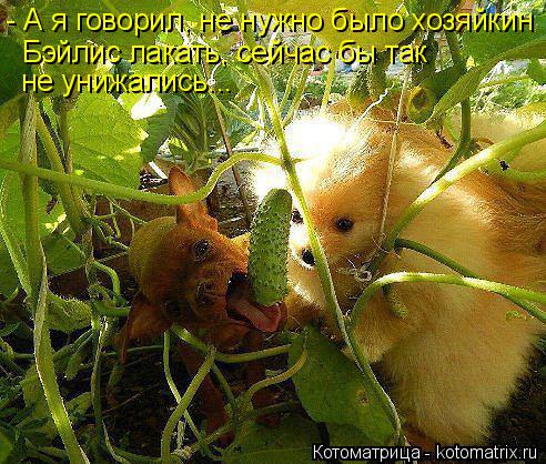 - А я говорил, не нужно было хозяйкин Бэйлис лакать, сейчас бы так не унижались...... Котоматрица: - А я говорил, не нужно было хозяйкин Бэйлис лакать, сейчас бы так не унижались...