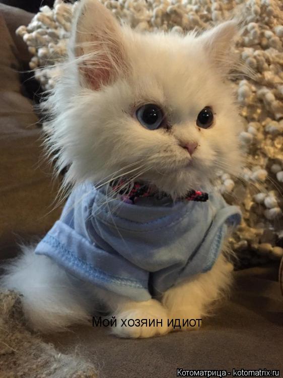 Котоматрица: Мой хозяин идиот