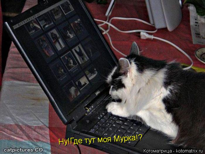 Ну!Где тут моя Мурка!? Ну!Где тут моя Мурка!?... Котоматрица: Ну!Где тут моя Мурка!? Ну!Где тут моя Мурка!?