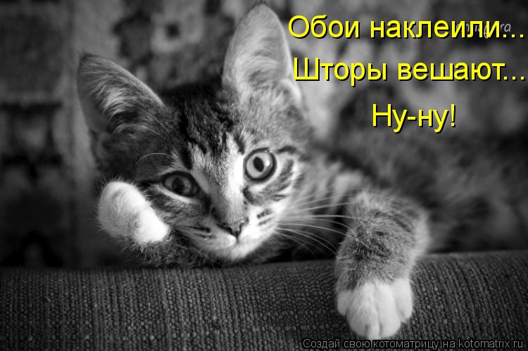 Обои наклеили... Шторы вешают... Ну-ну!... Котоматрица: Обои наклеили... Шторы вешают... Ну-ну!