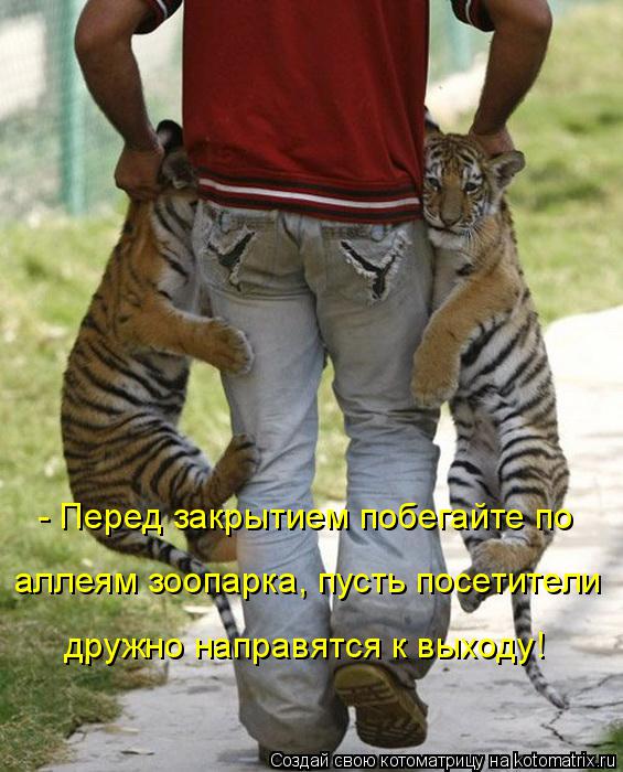 дружно направятся к выходу! аллеям зоопарка, пусть посетители - Перед закрытием побегайте по... Котоматрица: дружно направятся к выходу! аллеям зоопарка, пусть посетители - Перед закрытием побегайте по