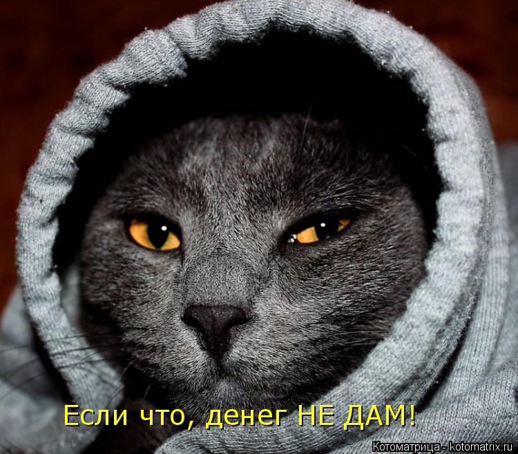 Если что, денег НЕ ДАМ!... Котоматрица: Если что, денег НЕ ДАМ!