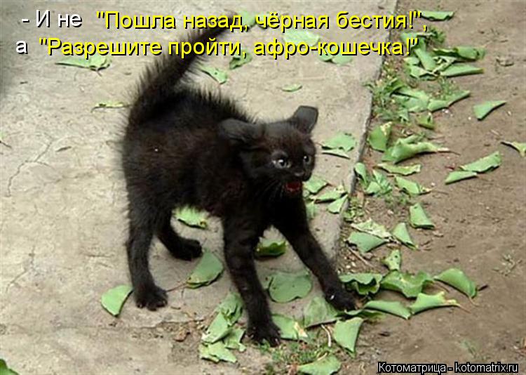 Котоматрица: а "Разрешите пройти, афро-кошечка!" - И не "Пошла назад, чёрная бестия!",