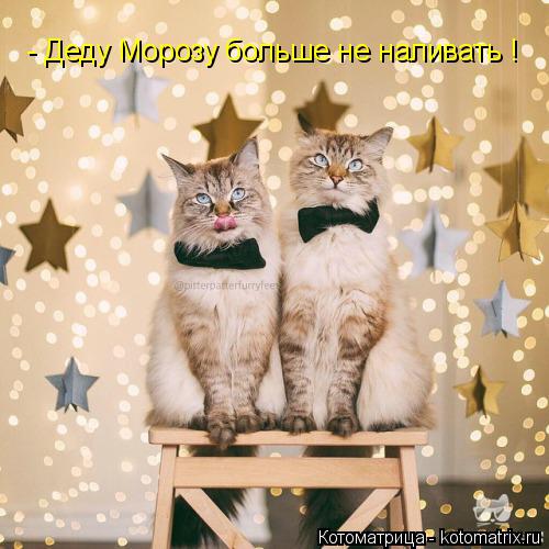 - Деду Морозу больше не наливать !... Котоматрица: - Деду Морозу больше не наливать !