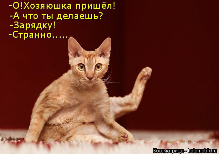 Котоматрица: -О!Хозяюшка пришёл! -О!Хозяюшка пришёл! -А что ты делаешь? -Зарядку! -Странно.....