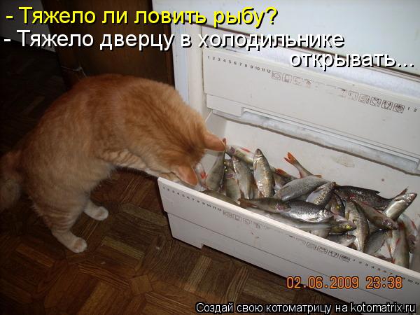 Котоматрица: - Тяжело ли ловить рыбу? - Тяжело дверцу в холодильнике открывать...