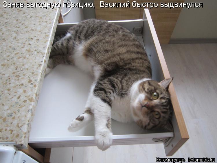 Котоматрица: Заняв выгодную позицию,  Василий быстро выдвинулся