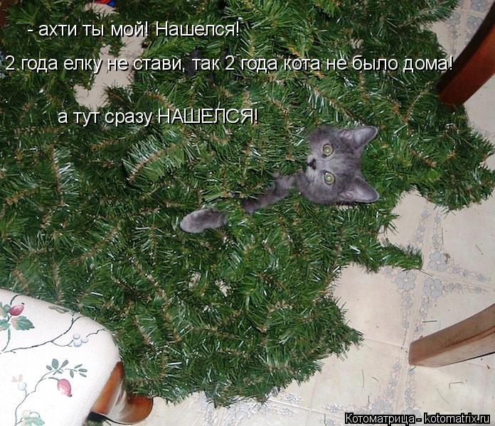 Котоматрица: - ахти ты мой! Нашелся! 2 года елку не стави, так 2 года кота не было дома! а тут сразу НАШЕЛСЯ!