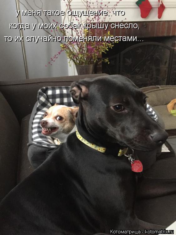 Котоматрица: у меня такое ощущение, что когда у моих собак крышу снесло, то их случайно поменяли местами...