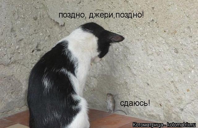 сдаюсь! поздно, джери,поздно!... Котоматрица: сдаюсь! поздно, джери,поздно!