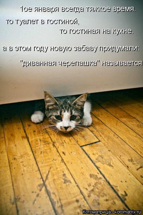Котоматрица: 1ое января всегда тяжкое время. то туалет в гостиной,  то гостиная на кухне. а в этом году новую забаву придумали: "диванная черепашка" называ
