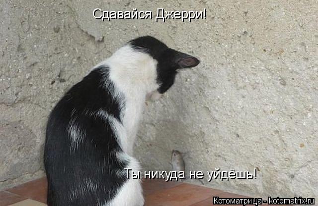 Котоматрица: Сдавайся Джерри! Ты никуда не уйдёшь!