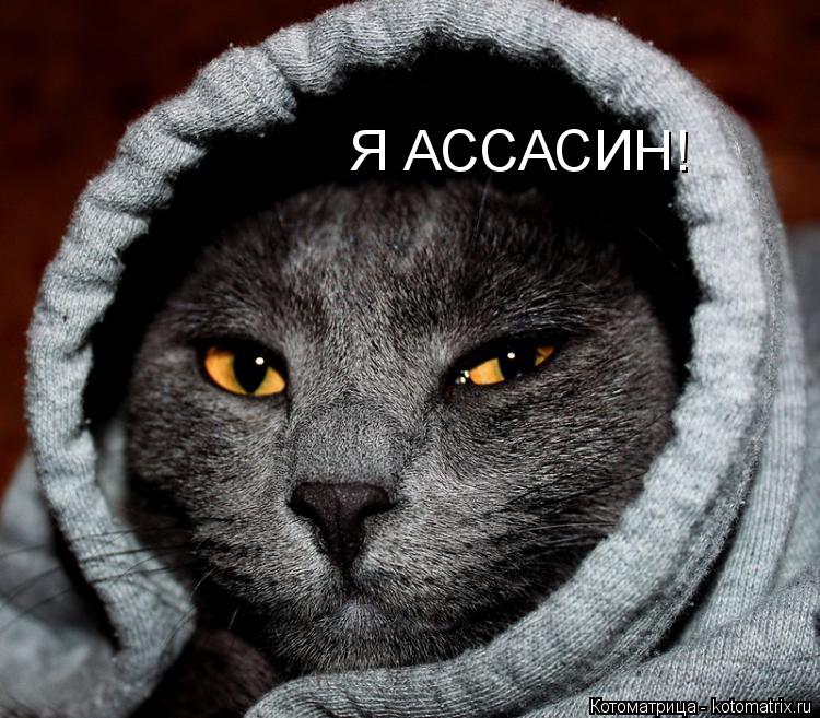 Котоматрица: Я АССАСИН!