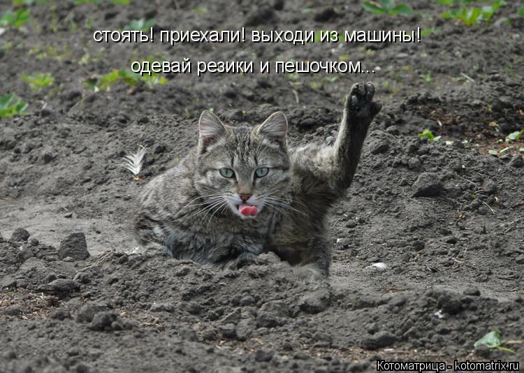 Котоматрица: стоять! приехали! выходи из машины! одевай резики и пешочком...