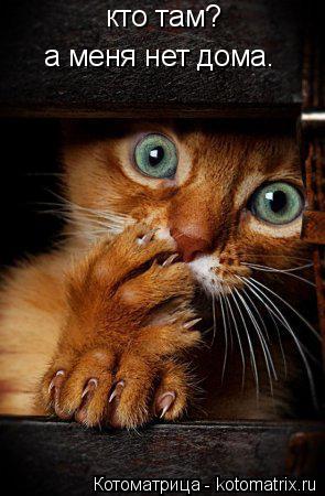 Котоматрица: кто там? а меня нет дома.