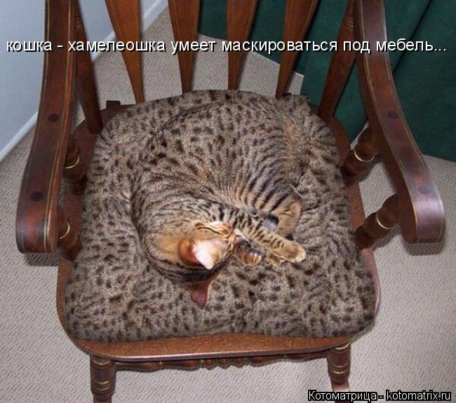 Котоматрица: кошка - хамелеошка умеет маскироваться под мебель...