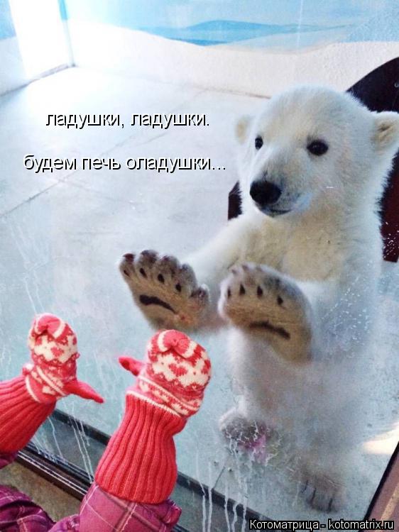 ладушки, ладушки. будем печь оладушки...... Котоматрица: ладушки, ладушки. будем печь оладушки...