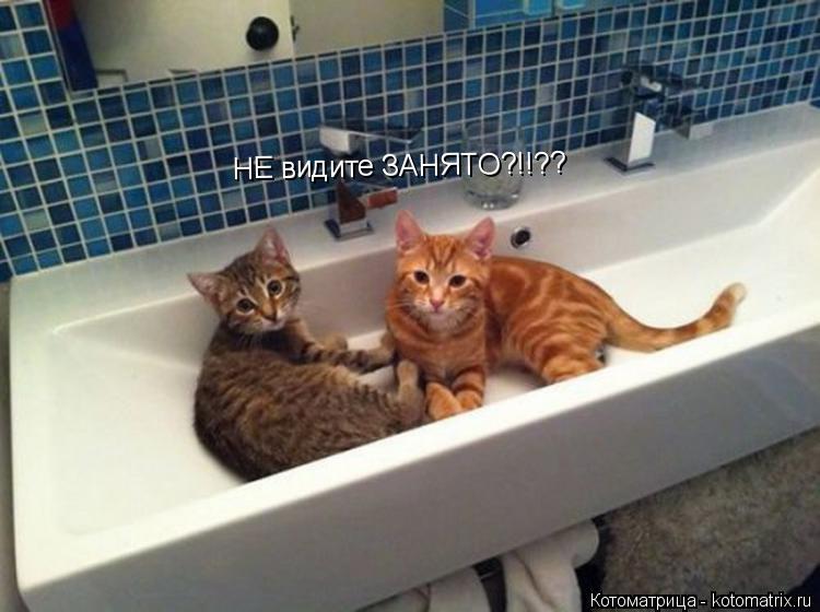 Котоматрица: НЕ видите ЗАНЯТО?!!??