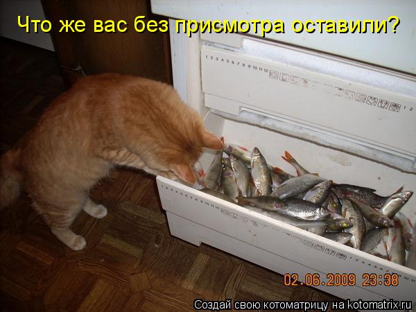Котоматрица: Что же вас без присмотра оставили?