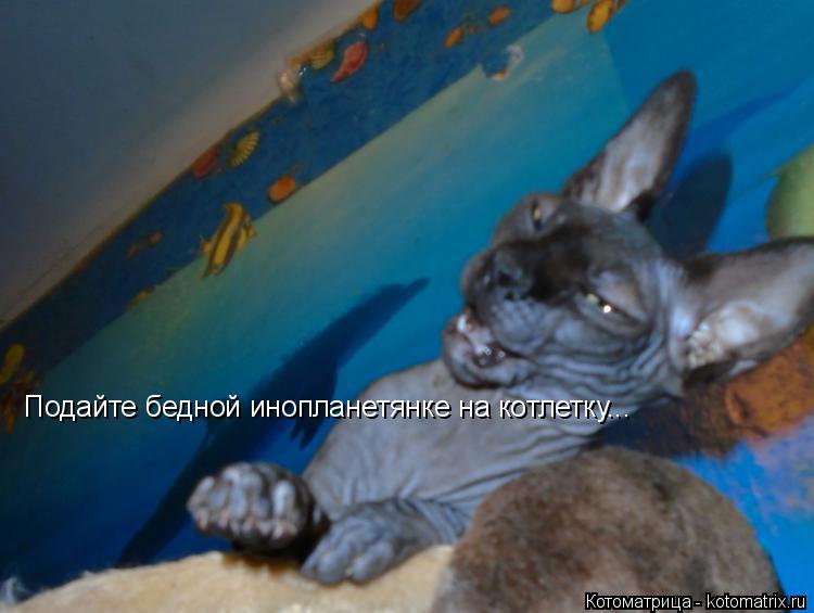 Подайте бедной инопланетянке на котлетку...... Котоматрица: Подайте бедной инопланетянке на котлетку...