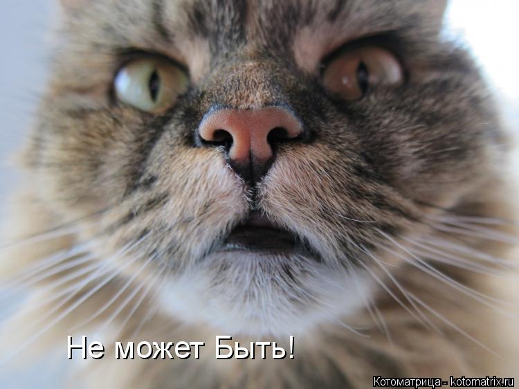 Котоматрица: Не может Быть!