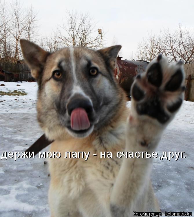 Котоматрица: держи мою лапу - на счастье,друг.