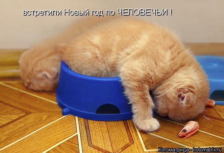 встретили Новый год по ЧЕЛОВЕЧЬИ !... Котоматрица: встретили Новый год по ЧЕЛОВЕЧЬИ !